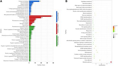 Transcriptome Analysis Reveals miR-302a-3p Affects Granulosa Cell Proliferation by Targeting DRD1 in Chickens